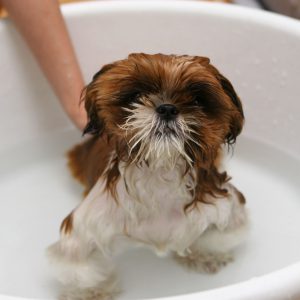 toilettage d'un chien à toulouse, dans le bain